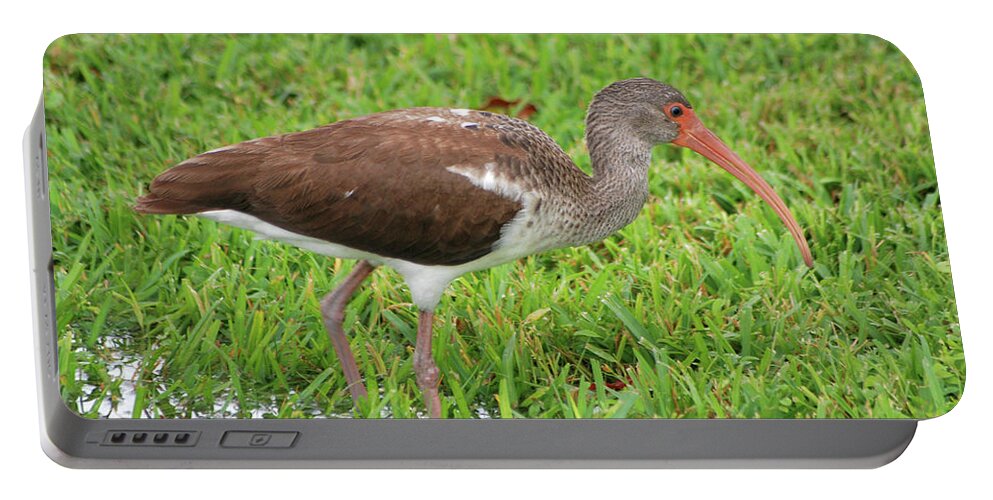 Brown Ibis Portable Battery Charger featuring the photograph 38- Brown Ibis by Joseph Keane