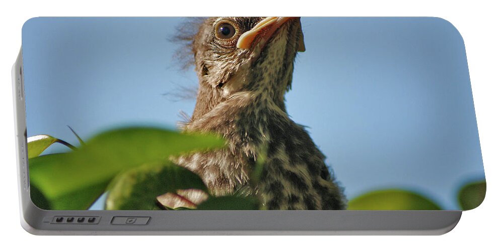 Mockingbird Fledgling Portable Battery Charger featuring the photograph 45- Mockingbird Fledgling by Joseph Keane