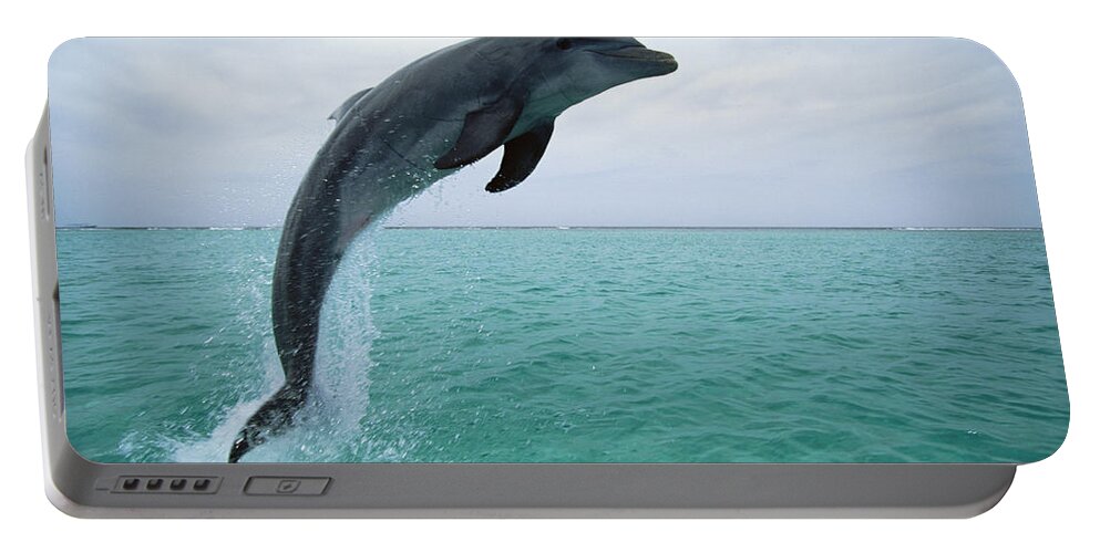 Mp Portable Battery Charger featuring the photograph Bottlenose Dolphin Tursiops Truncatus #5 by Konrad Wothe