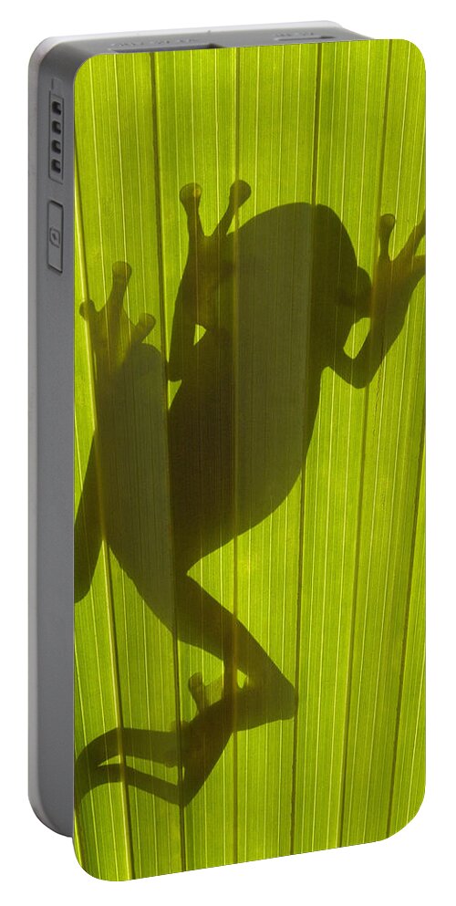 Mp Portable Battery Charger featuring the photograph Chachi Tree Frog Hyla Picturata #5 by Pete Oxford
