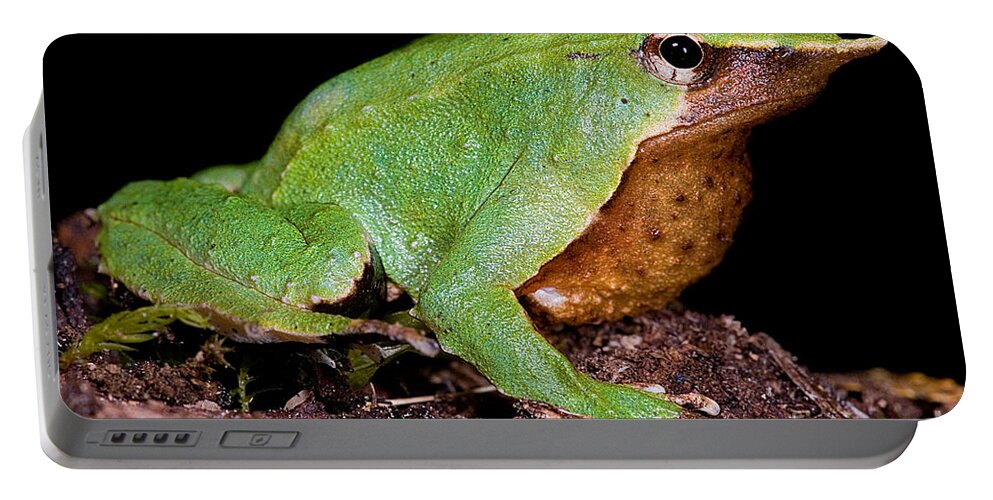 Darwin's Frogs Portable Battery Charger featuring the photograph Darwins Frog by Dante Fenolio