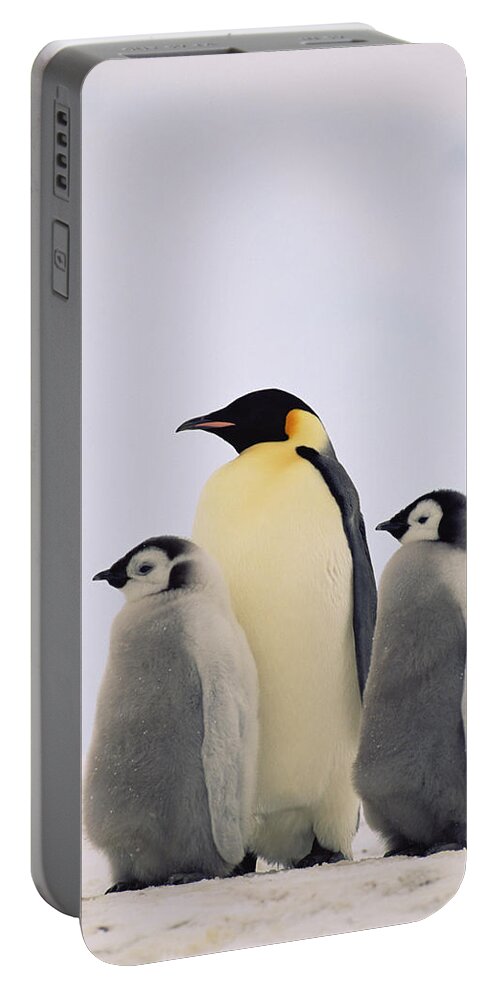 Mp Portable Battery Charger featuring the photograph Emperor Penguin Aptenodytes Forsteri by Konrad Wothe