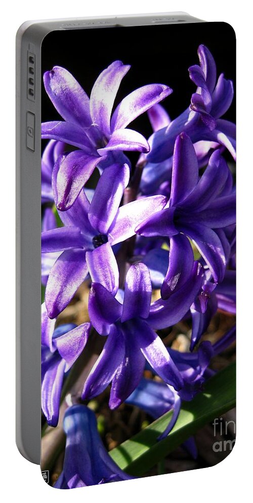 Hyacinth Portable Battery Charger featuring the photograph Hyacinth named Peter Stuyvesant #5 by J McCombie