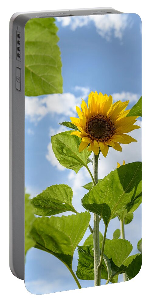 Orange Portable Battery Charger featuring the photograph Sunflower #5 by Michael Goyberg