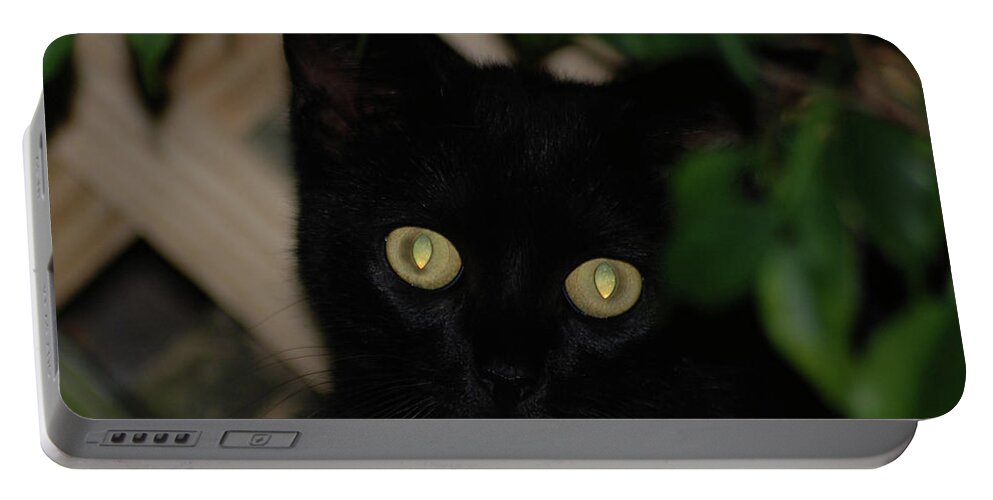 Black Cat Portable Battery Charger featuring the photograph 5- Transfixed by Joseph Keane