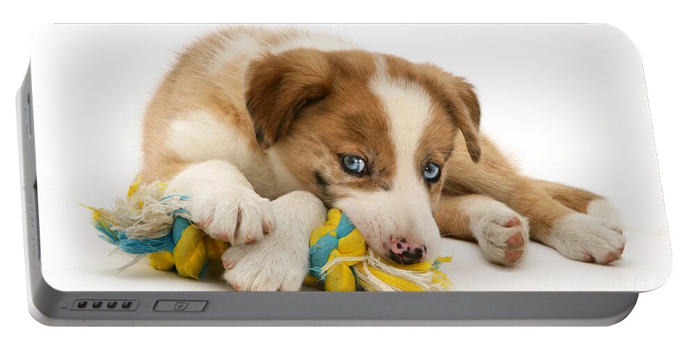 Domestic Portable Battery Charger featuring the photograph Border Collie Puppy #6 by Jane Burton