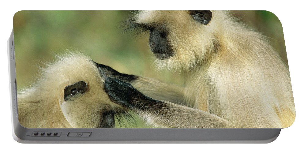 Mp Portable Battery Charger featuring the photograph Hanuman Langur Semnopithecus Entellus #6 by Cyril Ruoso