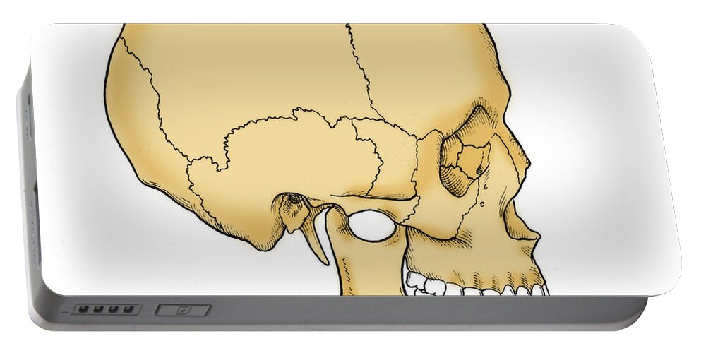 Anatomy Portable Battery Charger featuring the photograph Illustration Of Human Skull #7 by Science Source