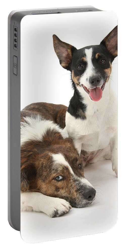 Animal Portable Battery Charger featuring the photograph Dogs #8 by Mark Taylor