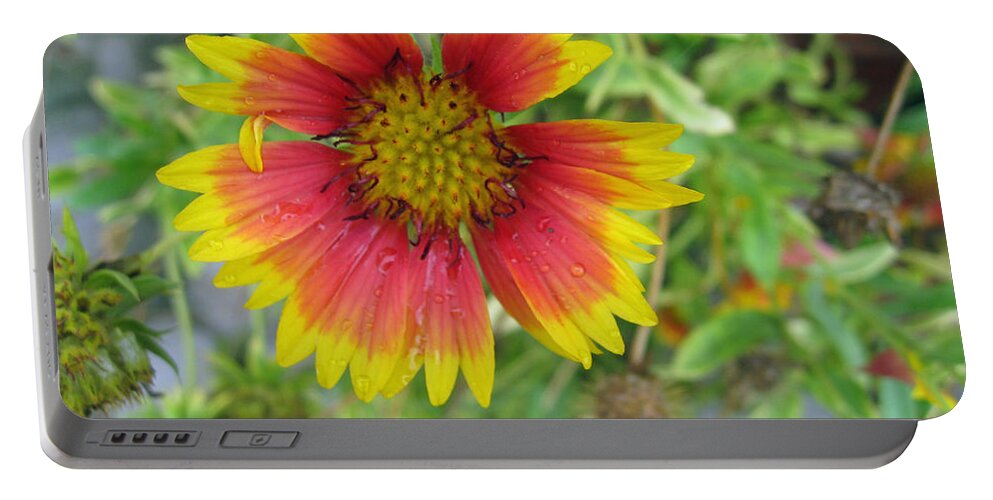 Flower Portable Battery Charger featuring the photograph A beautiful Blanket Flower by Ashish Agarwal