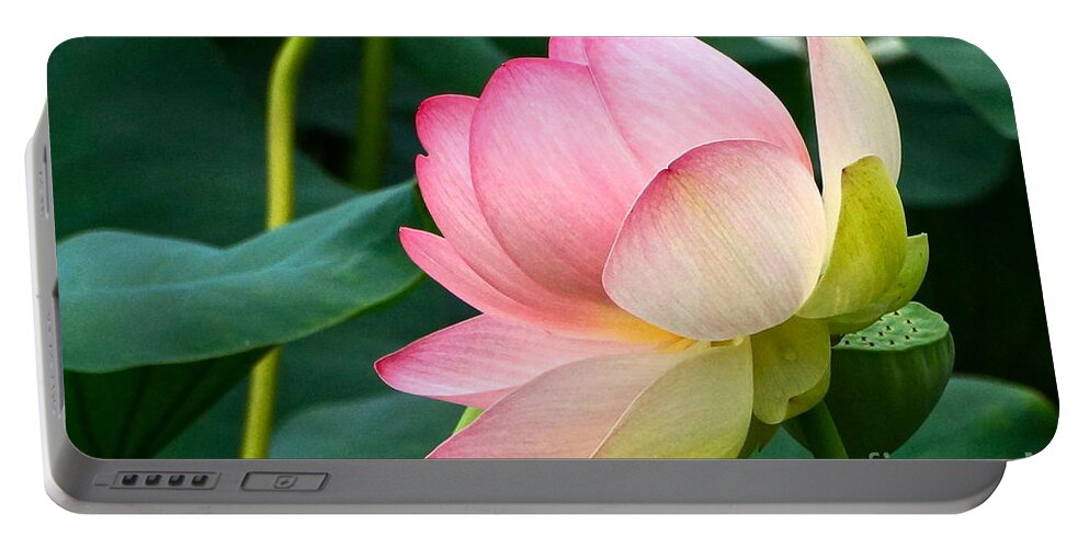 Lotus Blossom In Full Bloom Portable Battery Charger featuring the photograph A Gentle Unravelling by Byron Varvarigos