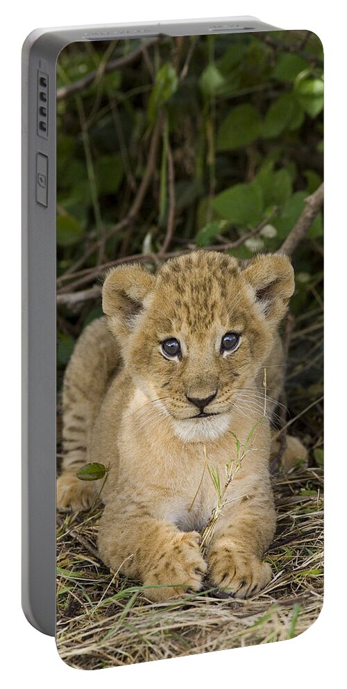 00761269 Portable Battery Charger featuring the photograph African Lion 5 Week Old Cub Masai Mara by Suzi Eszterhas