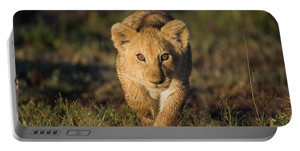 Mp Portable Battery Charger featuring the photograph African Lion Panthera Leo Cub, Masai by Suzi Eszterhas