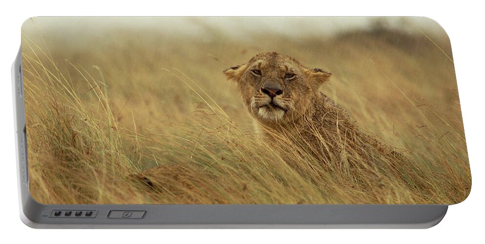 Mp Portable Battery Charger featuring the photograph African Lion Panthera Leo Female by Gerry Ellis