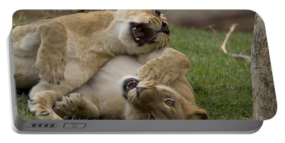 African Lion Portable Battery Charger featuring the photograph African Lion Panthera Leo Two Cubs by San Diego Zoo