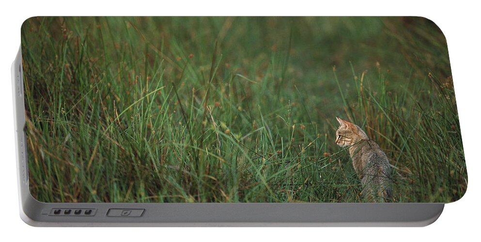 Mp Portable Battery Charger featuring the photograph African Wild Cat Felis Lybica Sitting by Pete Oxford