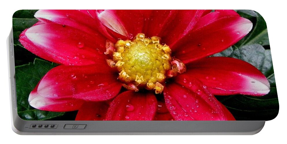 Dahlia Portable Battery Charger featuring the photograph After The Rain by Kim Galluzzo Wozniak