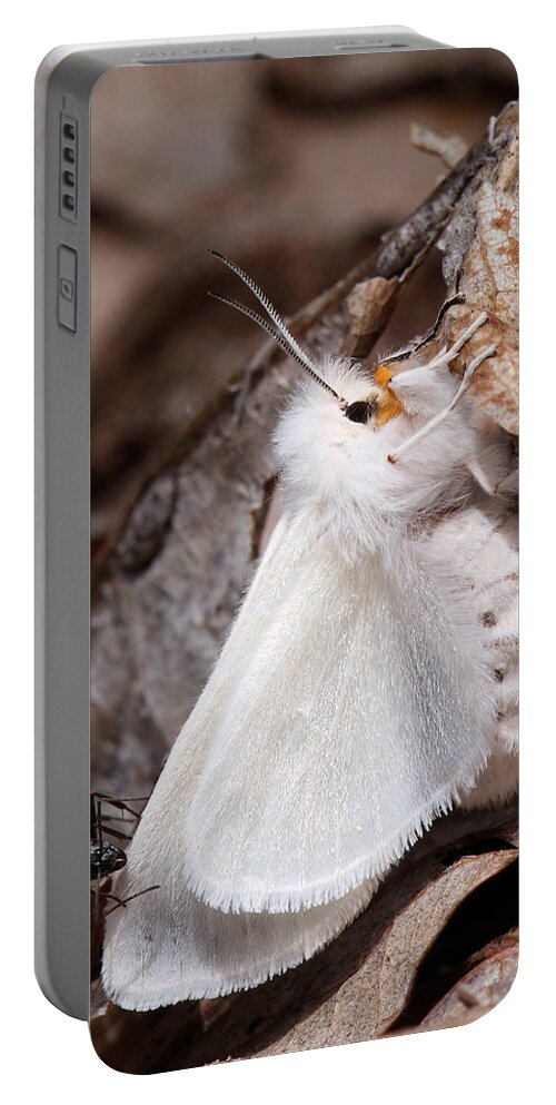 Spilosoma Congrua Portable Battery Charger featuring the photograph Agreeable Tiger Moth With Ant by Daniel Reed