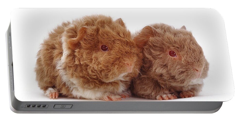 Animal Portable Battery Charger featuring the photograph Alpaca Guinea Piglets by Jane Burton