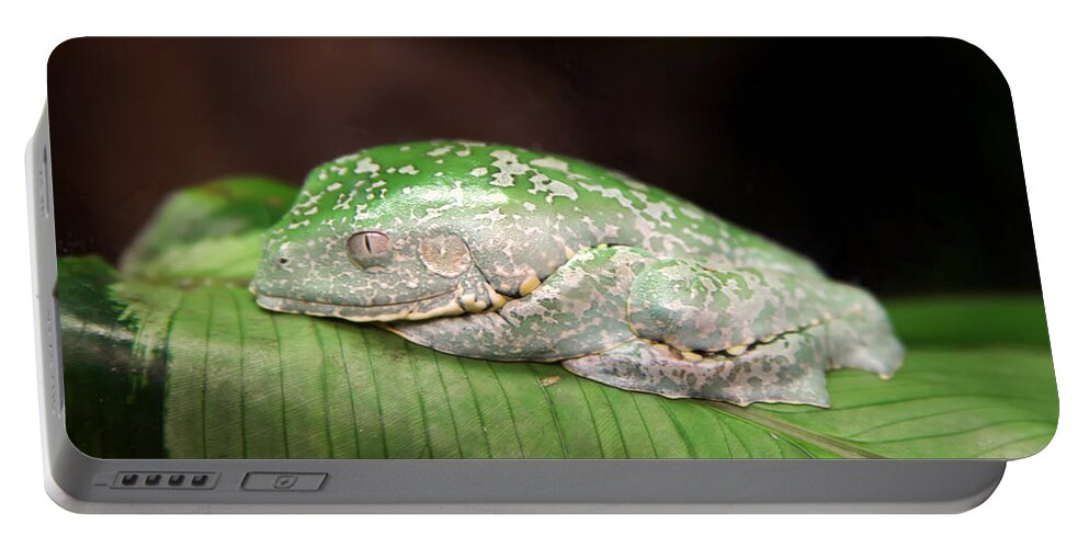 Granger Photography Portable Battery Charger featuring the photograph Amazon Leaf Frog by Brad Granger