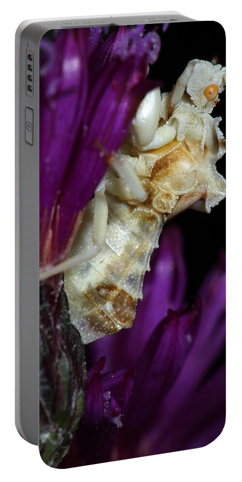 Phymatidae Portable Battery Charger featuring the photograph Ambush Bug On Ironweed by Daniel Reed