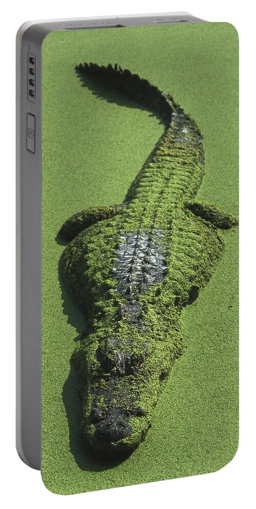Mp Portable Battery Charger featuring the photograph American Alligator Alligator by Heidi & Hans-Juergen Koch