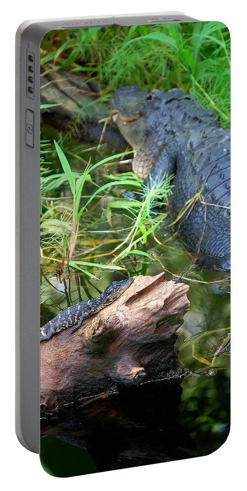 Alligator Portable Battery Charger featuring the photograph American Alligators by Richard Leighton