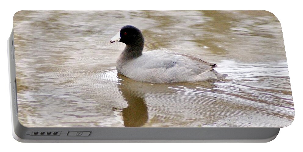 Coot Portable Battery Charger featuring the photograph American Coot 1 by Joe Faherty