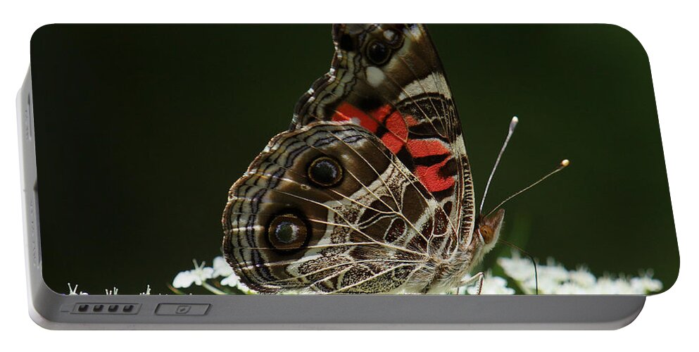 Vanessa Virginiensis Portable Battery Charger featuring the photograph American Painted Lady Butterfly by Daniel Reed