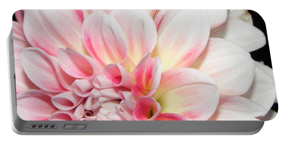Dahlia Portable Battery Charger featuring the photograph An Angled Beauty by Kim Galluzzo Wozniak