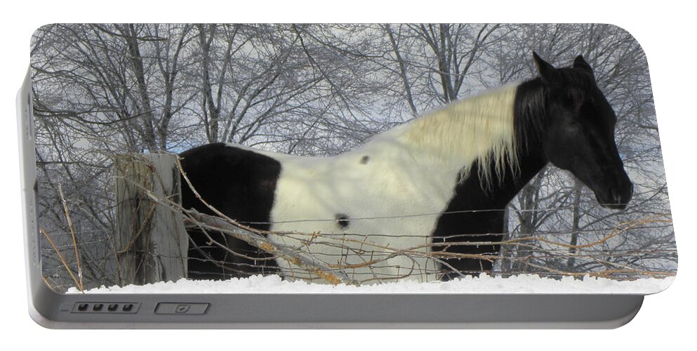 Horse Portable Battery Charger featuring the photograph An Oreo Horse In The Snow by Kim Galluzzo
