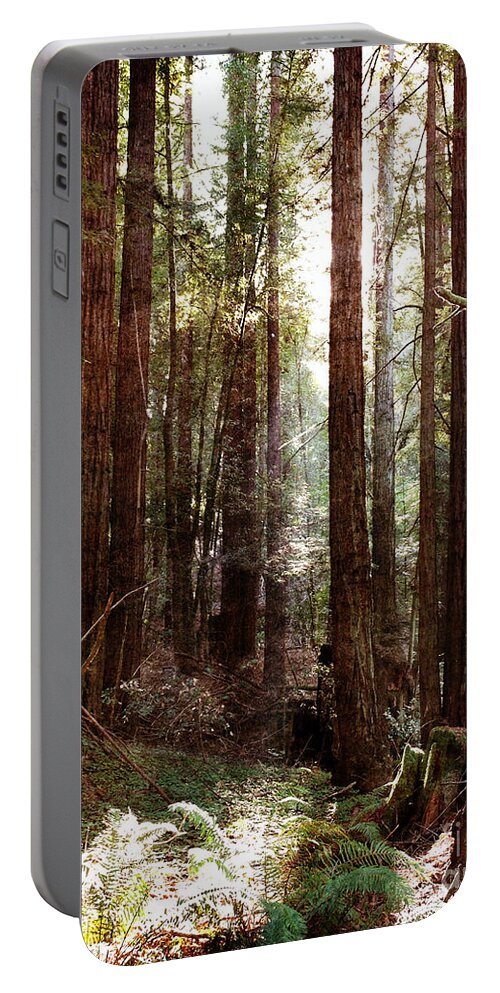 Redwood Portable Battery Charger featuring the photograph Ancient Redwoods and Ferns by Laura Iverson