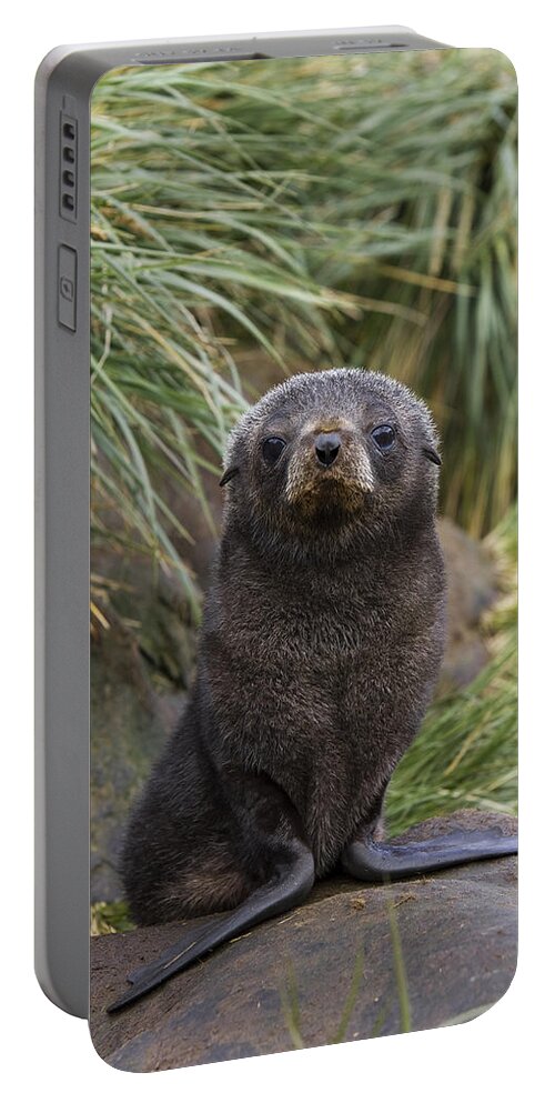 00761769 Portable Battery Charger featuring the photograph Antarctic Fur Seal 1 To 2 Week Old Pup by Suzi Eszterhas