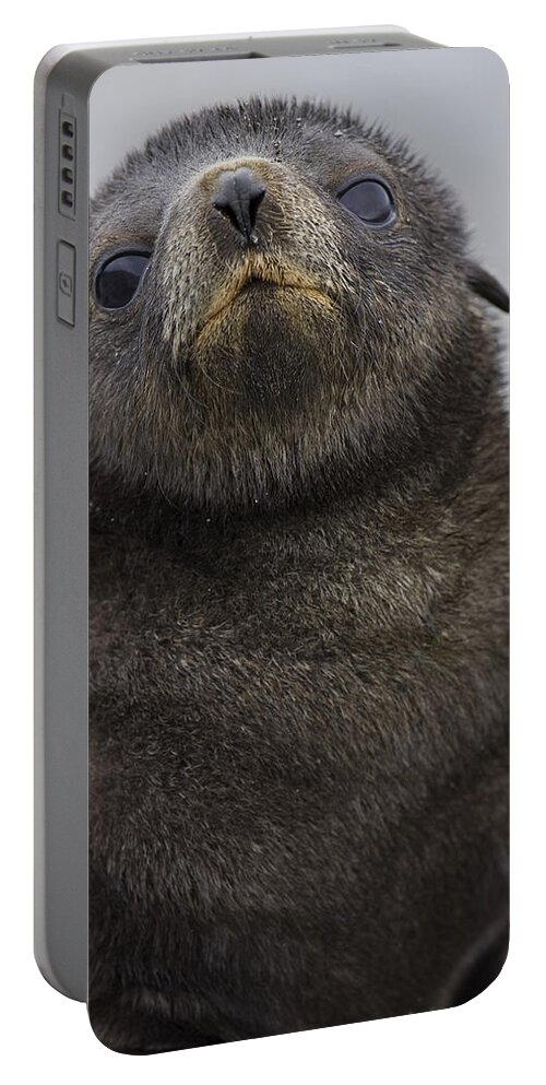 00461780 Portable Battery Charger featuring the photograph Antarctic Fur Seal Pup on South Georgia Isl by Suzi Eszterhas