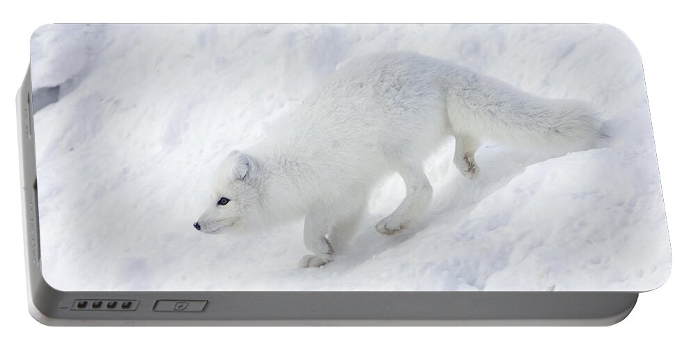 Mp Portable Battery Charger featuring the photograph Arctic Fox Alopex Lagopus On Snow Drift by Matthias Breiter