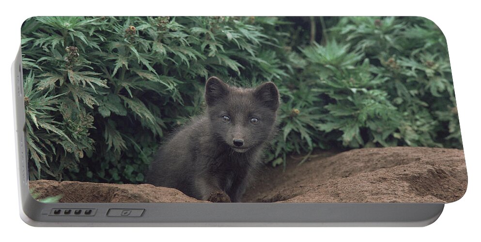 Mp Portable Battery Charger featuring the photograph Arctic Fox Alopex Lagopus Pup At Burrow by Gerry Ellis
