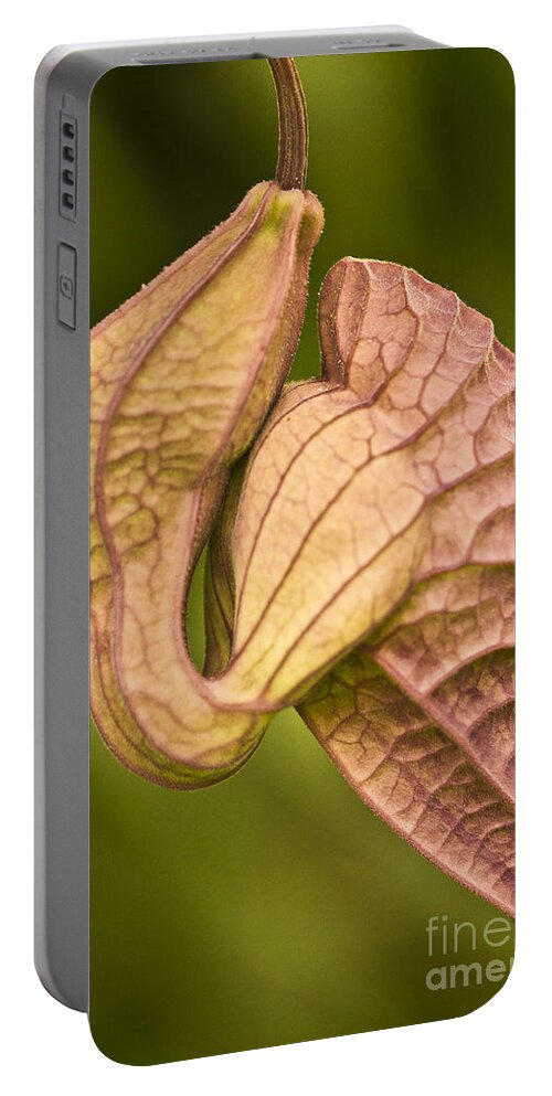 Nature Portable Battery Charger featuring the photograph Aristolochia grandiflora II by Heiko Koehrer-Wagner