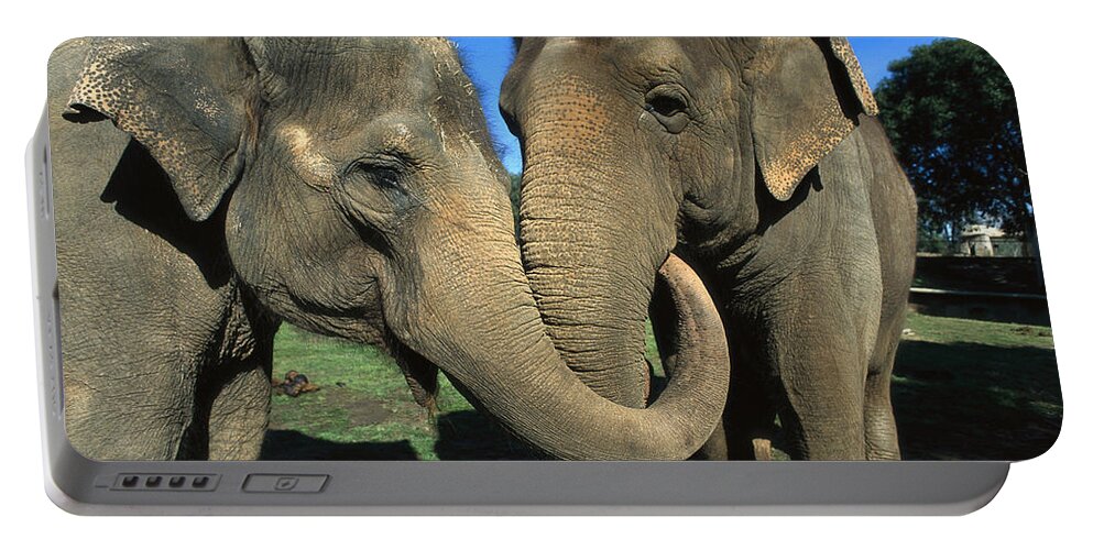 Mp Portable Battery Charger featuring the photograph Asian Elephant Elephas Maximus Pair by Zssd