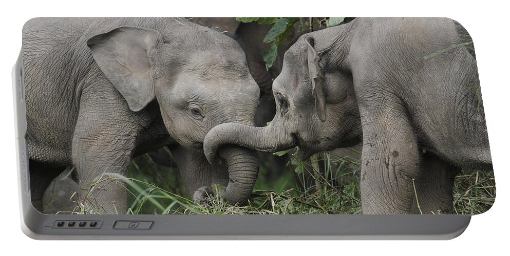 Mp Portable Battery Charger featuring the photograph Asian Elephant Elephas Maximus Young by Hiroya Minakuchi