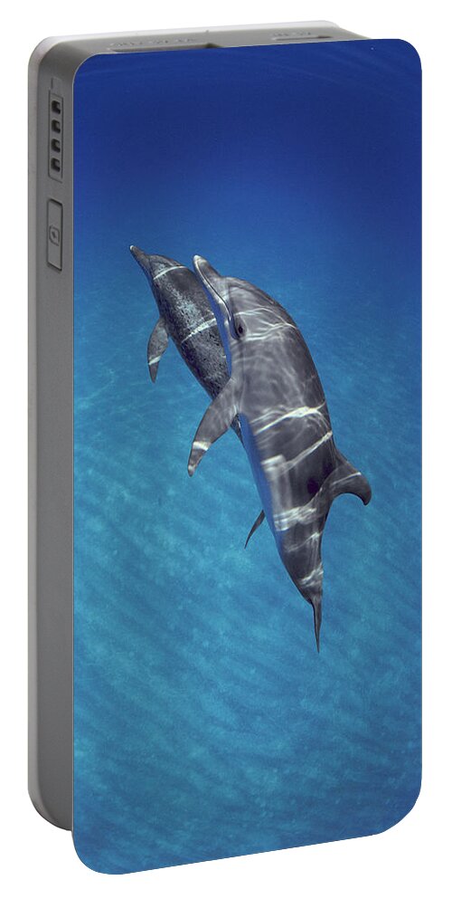 00087094 Portable Battery Charger featuring the photograph Atlantic Spotted Dolphin Pair Bahamas by Flip Nicklin
