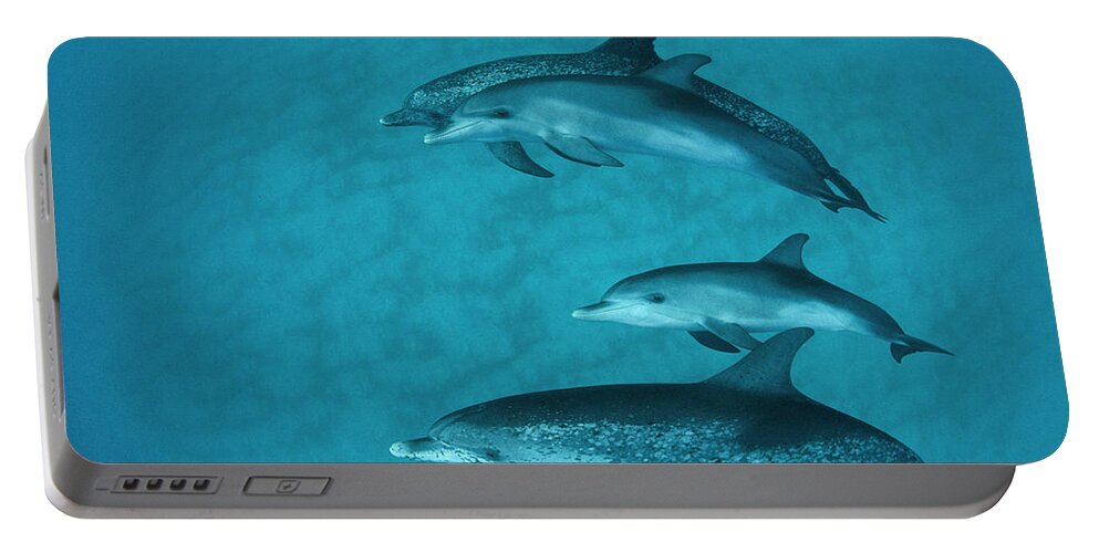 00087130 Portable Battery Charger featuring the photograph Atlantic Spotted Dolphin Pod Bahamas by Flip Nicklin
