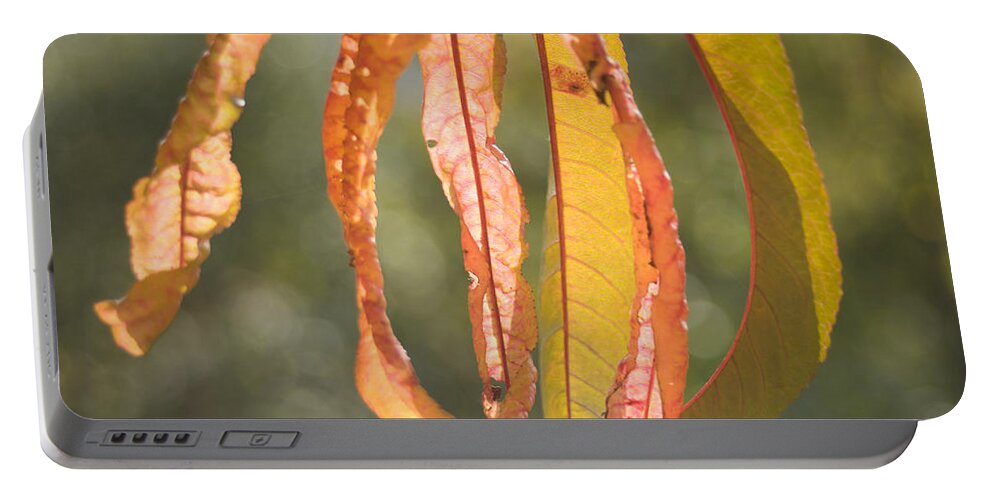 Autumn Portable Battery Charger featuring the photograph Autumn leaves by Ian Middleton