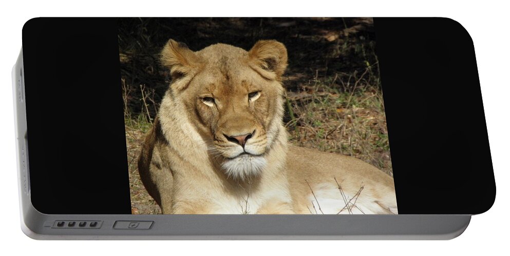 Lioness Portable Battery Charger featuring the photograph Aww Tilt by Kim Galluzzo