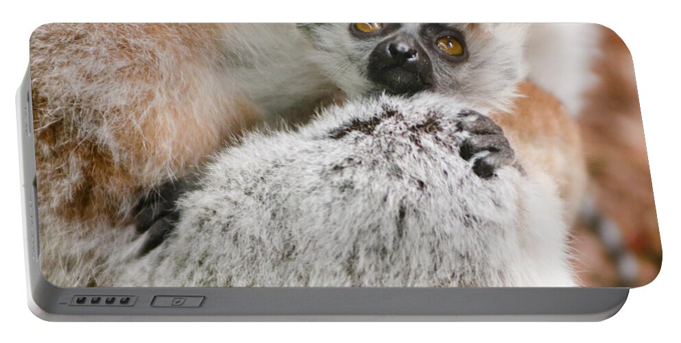 Animal Portable Battery Charger featuring the photograph Baby Lemur holds tight to mum by Andrew Michael