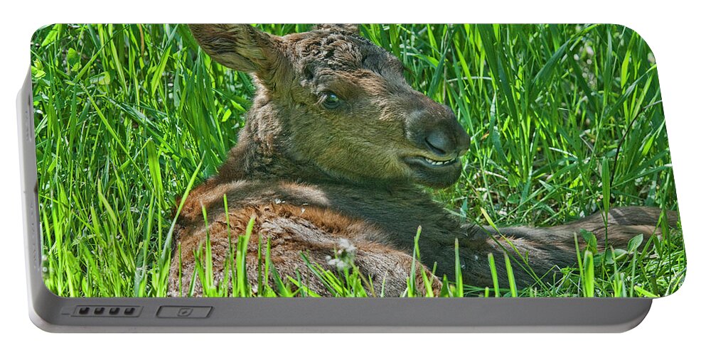 Moose Baby Portable Battery Charger featuring the photograph Baby Moose by Gary Beeler
