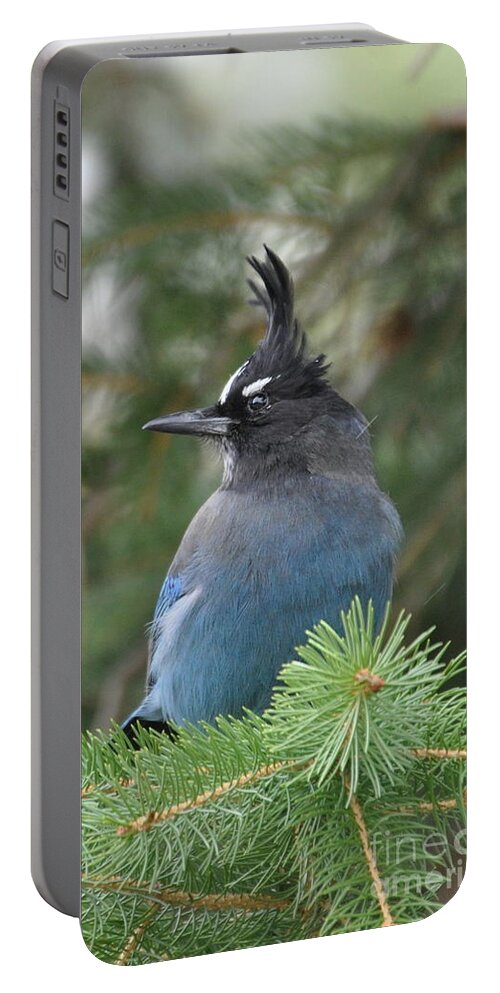 Birds Portable Battery Charger featuring the photograph Bad Hair Day by Dorrene BrownButterfield