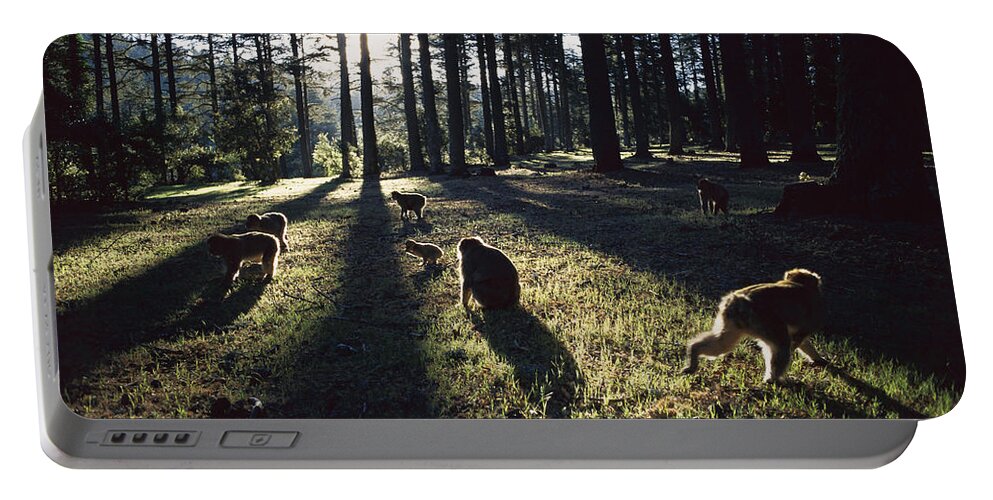00620130 Portable Battery Charger featuring the photograph Barbary Macaque Troop Morocco by Cyril Ruoso