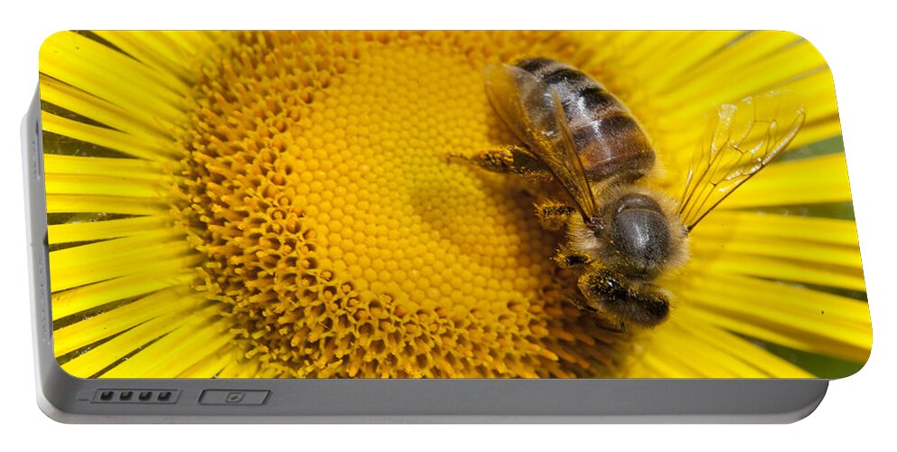 Mp Portable Battery Charger featuring the photograph Bee Apidae On Alpine Sunflower by Matthias Breiter