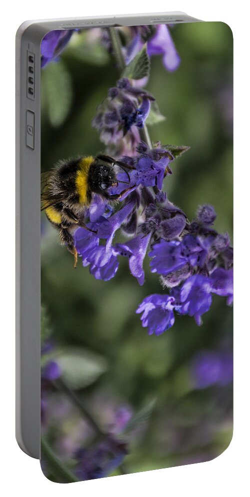 Bee Portable Battery Charger featuring the photograph Bee by David Gleeson