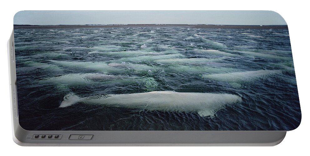 00100966 Portable Battery Charger featuring the photograph Belugas Swim And Molt In Freshwater by Flip Nicklin